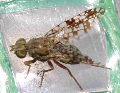 Réf. 355 275 : Tephritis matricariae